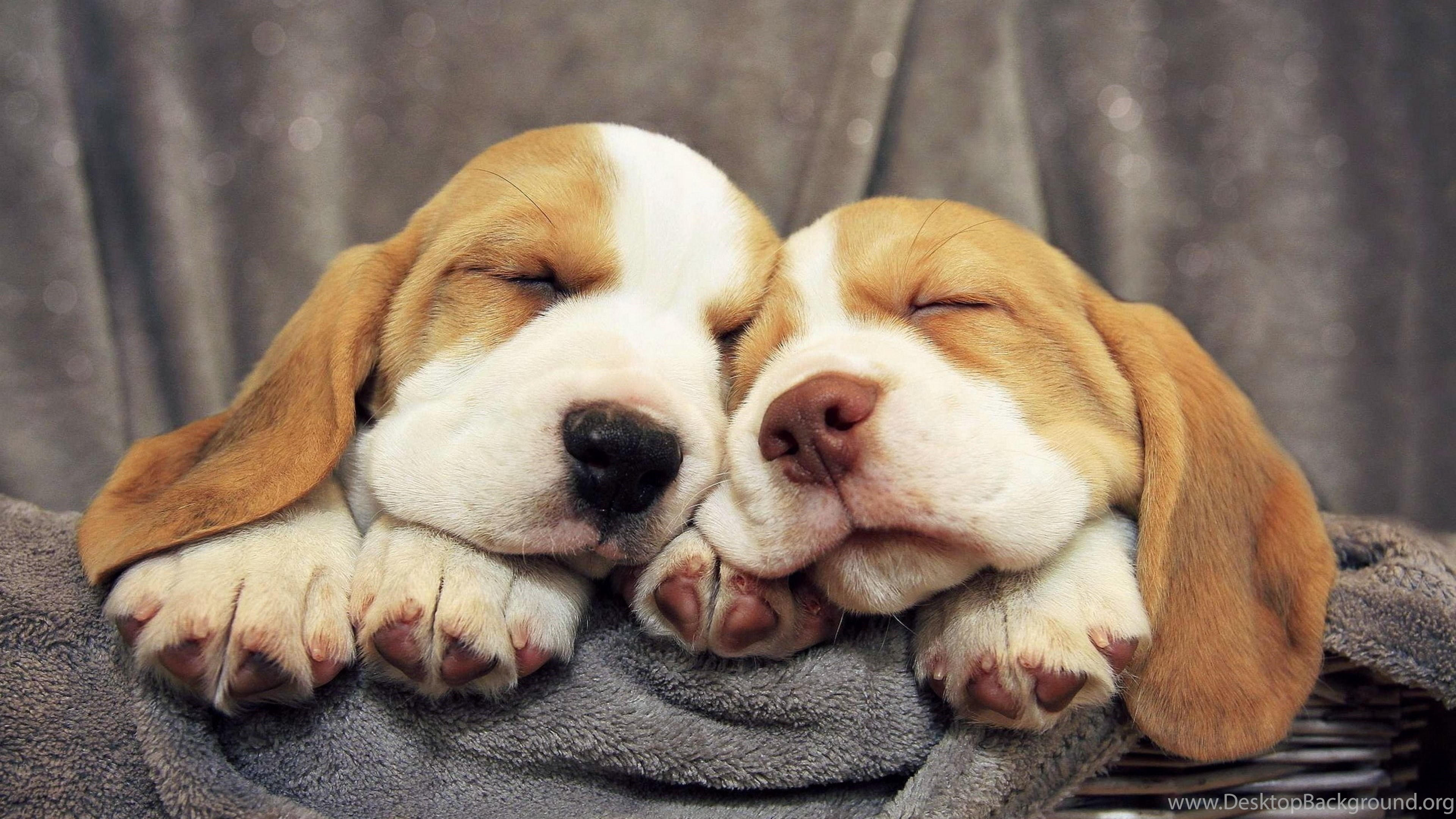 dog-pic1